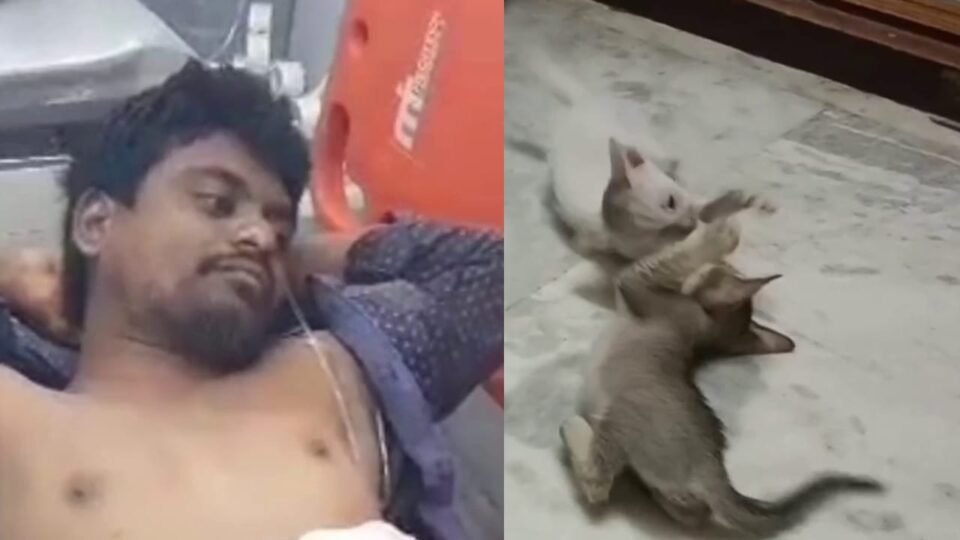 పిల్లులు కోసం కత్తి దాడి… చివరకు ఏమైంది అంటే